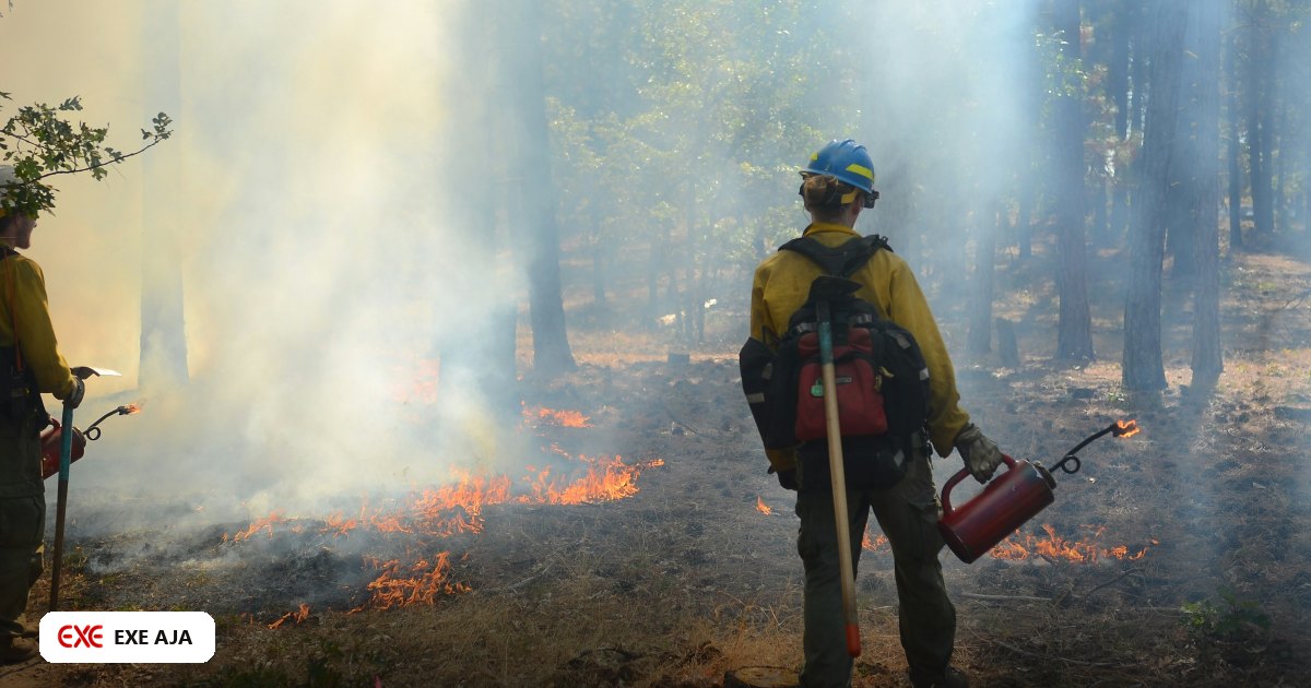 Peran Teknologi dan Data dalam Mencegah Kebakaran Hutan dan Lahan